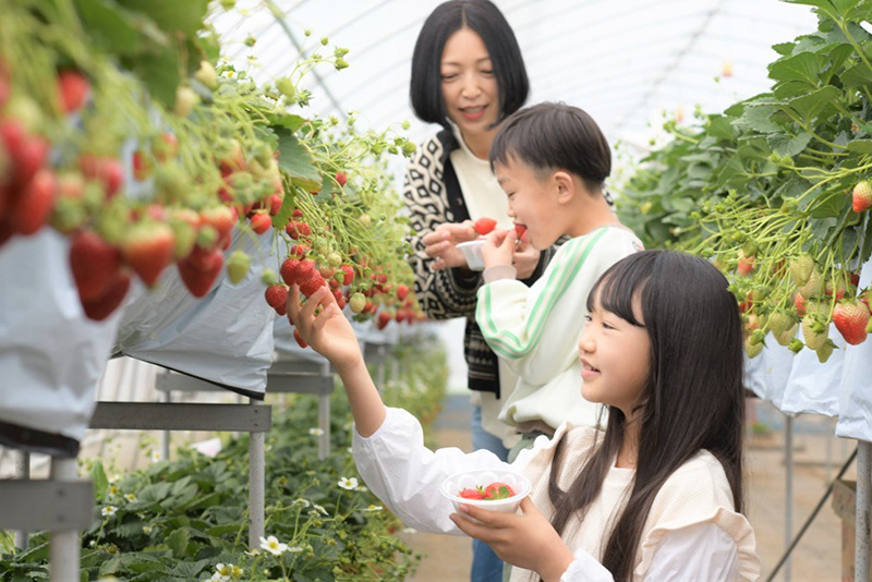 観光いちご園ではいちご狩りも