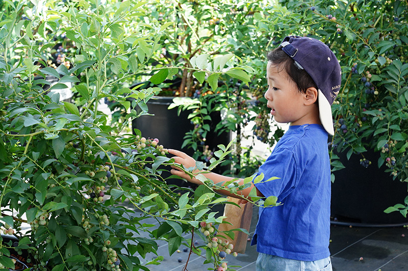 益子町内にある観光農園「ブルーベリーと里山と」を訪問