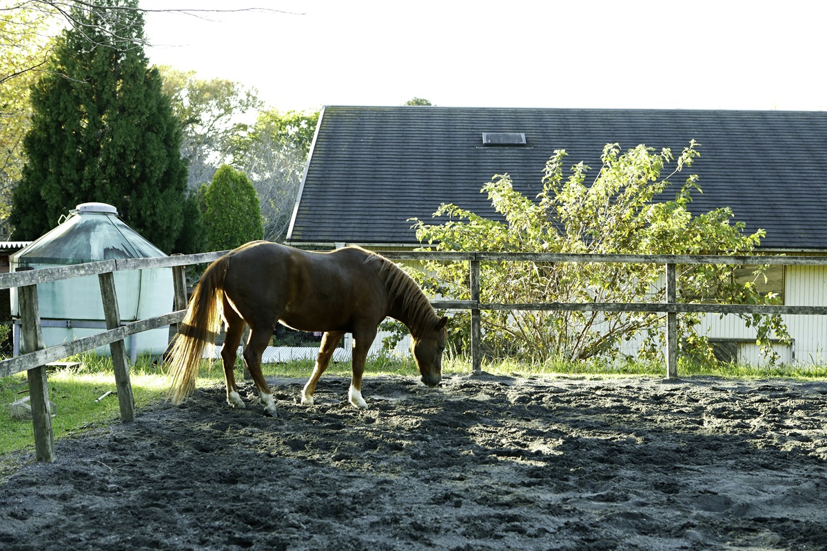 千葉県長生地域、馬