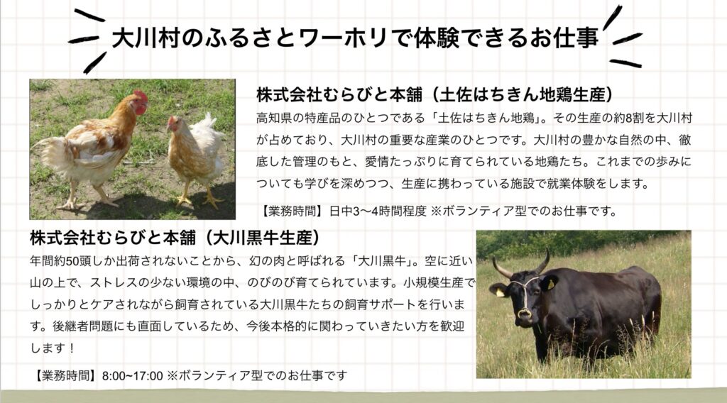 大川村のふるさとワーホリで体験できるお仕事 株式会社むらびと本舗(土佐はちきん地鶏生産) 高知県の特産品のひとつである「土佐はちきん地鶏」。その生産の約8割を大川村が占めており、大川村の重要な産業のひとつです。大川村の豊かな自然の中、徹底した管理のもと、愛情たっぷりに育てられている地鶏たち。これまでの歩みについても学びを深めつつ、生産に携わっている施設で就業体験をします。【業務時間】日中3～4時間程度 ※ボランティア型でのお仕事です。 株式会社むらびと本舗(大川黒牛生産) 年間約50頭しか出荷されないことから、幻の肉と呼ばれる「大川黒牛」。空に近い山の上で、ストレスの少ない環境の中、のびのび育てられています。小規模生産でしっかりとケアされながら飼育されている大川黒牛たちの飼育サポートを行います。後継者問題にも直面しているため、今後本格的に関わっていきたい方を歓迎します!【業務時間】8:00~17:00 ※ボランティア型でのお仕事です