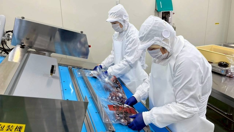 高知特産品「土佐はちきん地鶏」に関わる仕事体験！