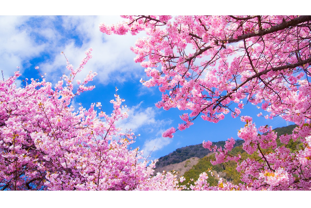 【2026年版】伊豆だけじゃない！関東近郊の河津桜の名所8選