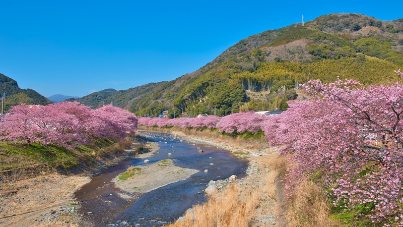 2026年の河津桜の開花時期と見頃