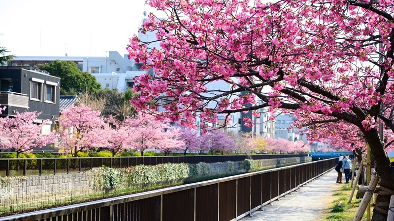 木場公園・大横川沿い（東京都江東区）