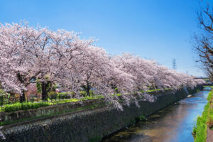 移住下見を兼ねて行きたい「全国・桜の穴場スポット」10選