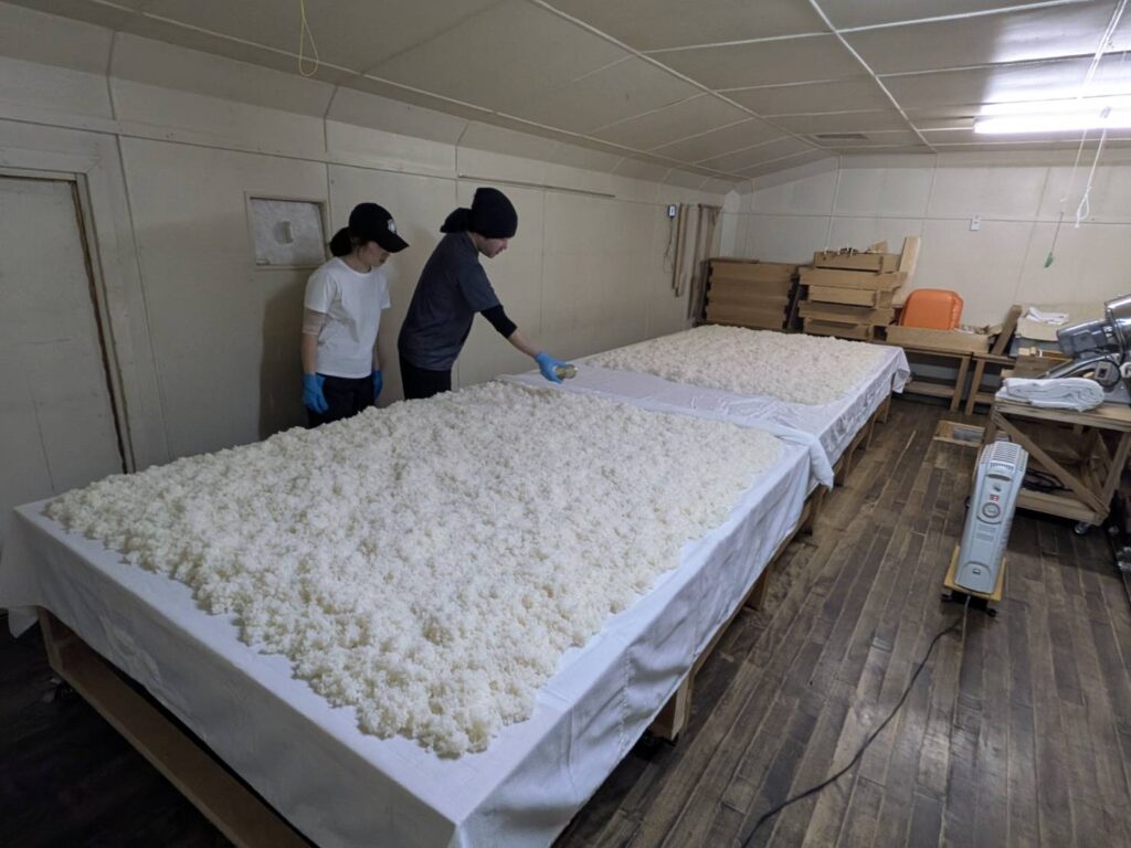 福島県南会津町の酒蔵「会津酒造」の室で麹菌を巻く様子